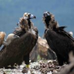 Parc Naturel d'Els Ports: les premiers vautours noirs seront relâchés