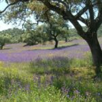 Parc naturel de la Sierra de Cardeña et Montoro : un « joyau » de la nature