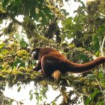 Pourquoi sauver le singe à queue jaune affecte l’approvisionnement en eau de millions de personnes ?