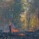 Projet Fire-Res : la Galice participe à cette initiative sur les incendies de forêt extrêmes