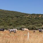 Projet LIFE Agroestepas ibérique : conservation des « habitats agrosteppiques » et récupération des céréales anciennes