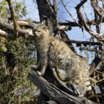 Que se passe-t-il avec le chat sauvage (Felis silvestris) en Andalousie