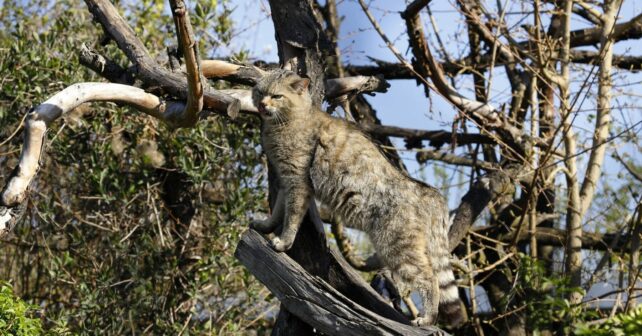 Gato montés Andalucía