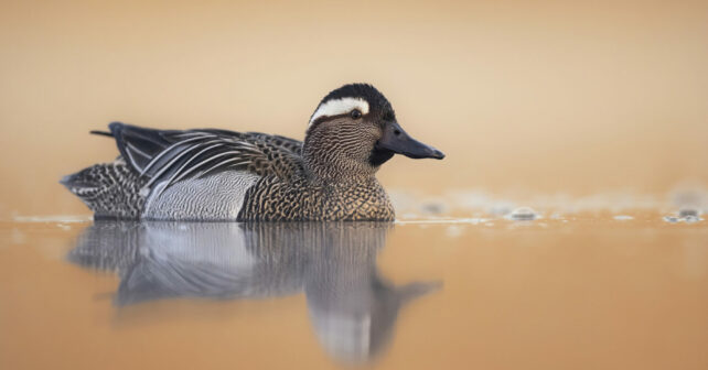 Aves acuáticas Doñana