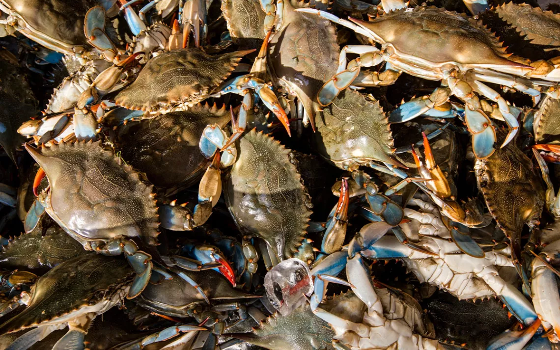 Des crabes bleus vivants sont exposés à la vente au marché aux poissons de Maine Avenue à Washington, DC.