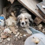 Galice: aide aux entités locales et aux protecteurs des animaux domestiques abandonnés