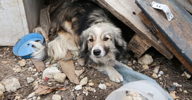 Galicia animales domésticos abandonados