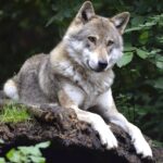 2 loups 'pendus' sur la 'Senda del Arcediano' dans la commune de Ponga (Asturies)