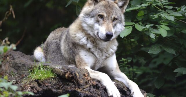 lobos colgados Senda Arcediano Ponga