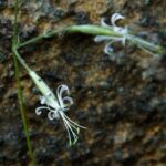 Catalogue de la flore et de la faune sauvages menacées d'Andalousie : qu'arrive-t-il aux Abrepuños, aux Rompebarrigas et aux Colleja ?