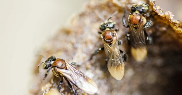 pesticidas abejas aguijón