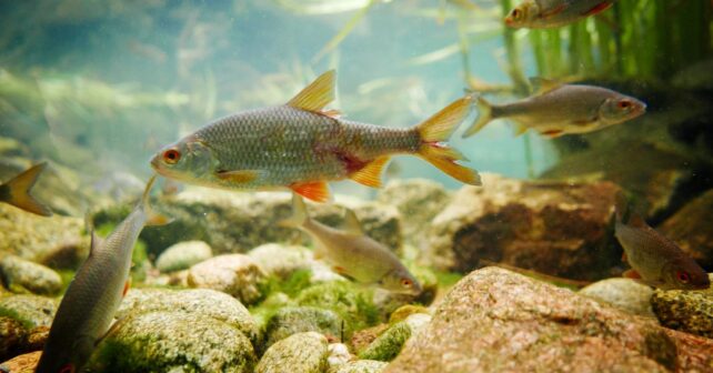 comportamiento reproductivo peces alteraciones medio ambiente