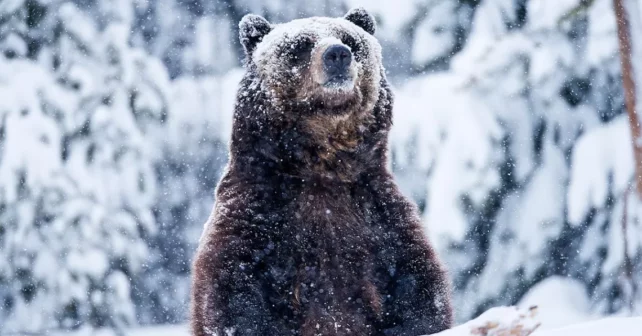 Grizzly sortant de la neige.