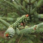 Des jeunes de Cordoue contribuent à la conservation du sapin espagnol de la Sierra de Líjar