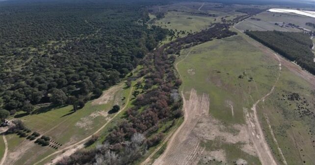 Drones restauración ambiental arroyo El Partido Doñana