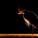 FIO 2025 Photographic Contest Awards: 20 ans de tourisme ornithologique