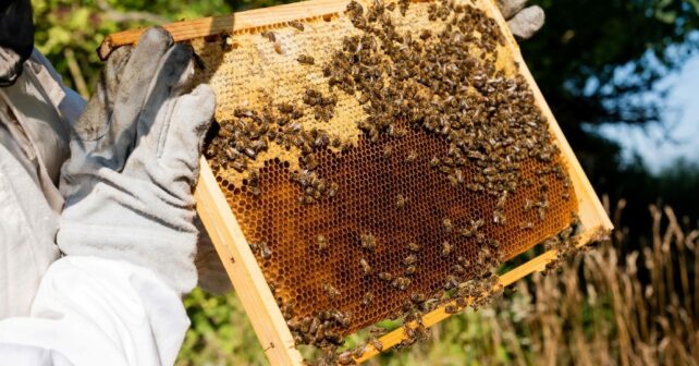 Galicia sector apícola biodiversidad