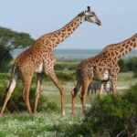 Il existe quatre espèces de girafes et non une seule comme on le pensait auparavant