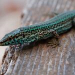 Îles Baléares: le danger des serpents envahisseurs pour le lézard Piriusa