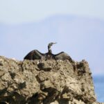 Ils ont effectué un recensement de 7.700 oiseaux dans les environs de la « Base Aérienne de la Force Aérienne » à San Javier