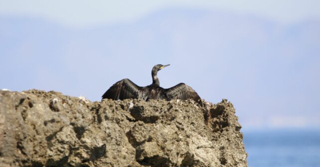 aves Base Aérea Ejército Aire San Javier