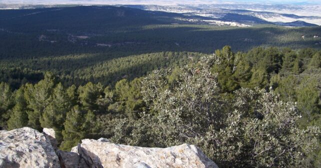 Andalucía montes selvicultura ciudadanos