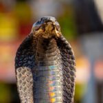 L'IA parvient à neutraliser le venin mortel du cobra