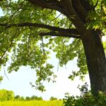 La Galice plantera des châtaigniers pour ses fruits et régénérera les châtaigniers traditionnels