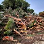 La Janda (Andalousie) : abattage injustifié de milliers de pins dans le Parc National de La Breña et Marismas del Barbate