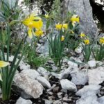 La Sierra de Líjar ajoute une nouvelle population de jonquilles trompettes