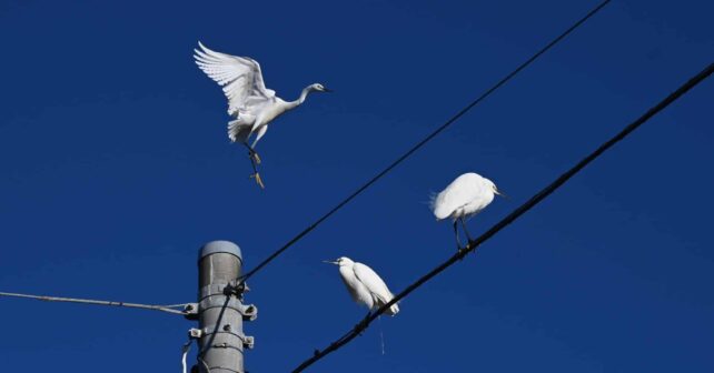 Cantabria líneas eléctricas avifauna