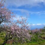 Le Gouvernement des Îles Canaries élaborera un plan stratégique pour la récupération des figuiers et des amandiers de l'île d'El Hierro