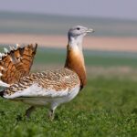 Les mesures de la PAC en Espagne pour la protection des « oiseaux agraires » peuvent clairement être améliorées