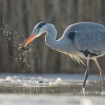 Les oiseaux aquatiques préfèrent les zones humides propres et bien conservées de la péninsule nord