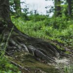 Les racines restent actives en hiver dans les arbres à feuilles caduques, et non en état de dormance comme on le croyait.