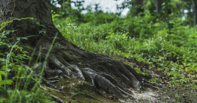 raíces activas invierno árboles caducifolios