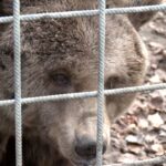 Luna et Ponderoso sont les ours les plus âgés en captivité, ils exigent maintenant leur transfert dans un sanctuaire pour vivre dignement