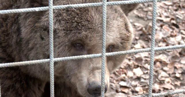 Luna Ponderoso osos cautividad Santuario dignamente