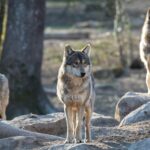 Pratiques de type « camorra italienne » contre les loups dans les Asturies