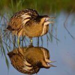 Quelqu'un ment, la réalité est qu'il y a «moins d'eau dans l'aquifère de Doñana» et «l'agriculture plus illégale»