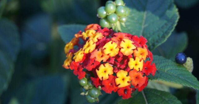 especies invasoras banderita española jardines flora autóctona