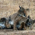 Un jugement confirme la condamnation dans le cas du lynx tué à Don Benito