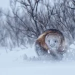 Conçu pour l'hiver