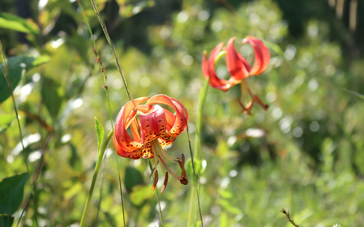 Sandhills Lily. | Photo de Sophia Torres