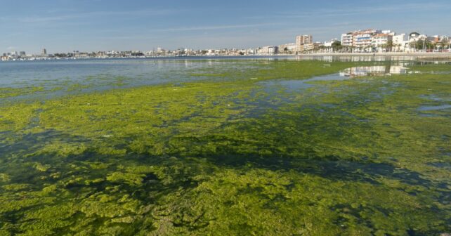 40 desnitrificar Mar Menor