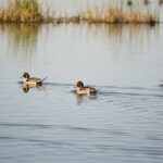 Andalousie fournit des fonds dans la récupération des zones humides de la basse Guadalquivir