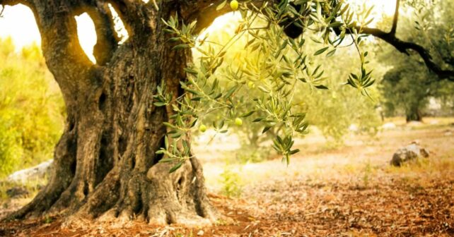 Andalucía política forestal espacios protegidos Monfragüe