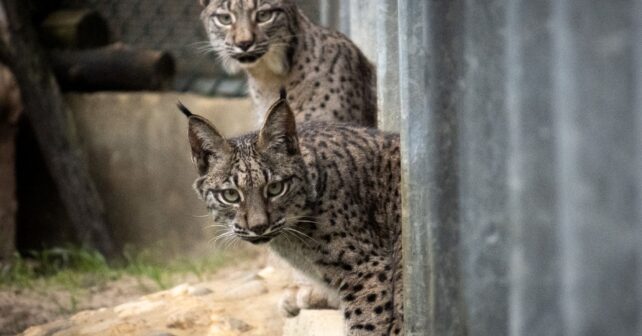 Astudillo Palencia linces ibéricos Virgo Vuelvepiedras El Acebuche