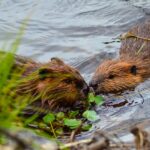 Beavers sur la rivière Tajo et ce n'est pas une fausse de nouvelles