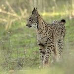 CASTILLA-LA MANCHA: Sortie «Lynx ibérique» dans la province de Cuenca